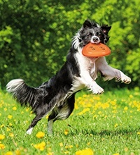 παιχνιδι σκυλων δισκος απο φυσικο λαστιχο χωρις κινδυνο τραυματισμου Trixie