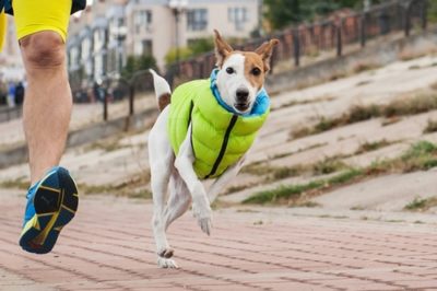 Airy Vest αδιαβροχο γιλεκο σκυλων πολυ ελαφρυ μπουφαν